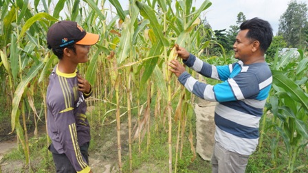 Dari Tidak Tahu Pola Tanam Sampai Panen 1,2 Ton